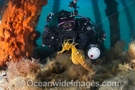 Diver photographing a Southern Pot-belly Seahorse (Hippocampus bleekeri). Also known as Big-belly Seahorse. Photo taken under Rye Pier, Port Phillip Bay, Mornington Peninsula, Victoria, Australia. Photo - Gary Bell Diver photographing a Southern Pot-belly Seahorse (Hippocampus bleekeri). Also known as Big-belly Seahorse. Photo taken under Rye Pier, Port Phillip Bay, Mornington Peninsula, Victoria, Australia. Photo - Gary Bell