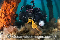 Diver photographing Pot-belly Seahorse Photo - Gary Bell
