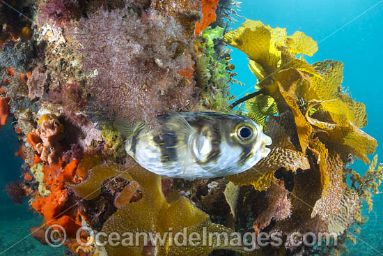Globefish (Diodon nichthemerus). Also known as Porcupinefish or Pufferfish. Often sighted on sheltered coastal reefs. Photo taken in Port Phillip Bay, Mornington Peninsula, Victoria, Australia. Photo - Gary Bell Globefish (Diodon nichthemerus). Also known as Porcupinefish or Pufferfish. Often sighted on sheltered coastal reefs. Photo taken in Port Phillip Bay, Mornington Peninsula, Victoria, Australia. Photo - Gary Bell