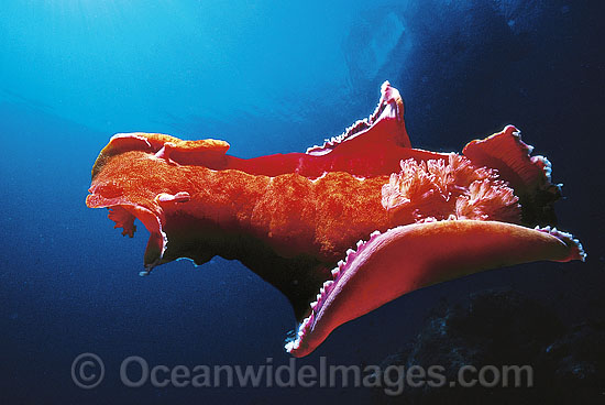 Spanish Dancer Nudibranch (Hexabranchus sanguineus) in swimming mode. Also known as Sea Slug. Great Barrier Reef, Queensland, Australia Photo - Gary Bell Spanish Dancer Nudibranch (Hexabranchus sanguineus) in swimming mode. Also known as Sea Slug. Great Barrier Reef, Queensland, Australia Photo - Gary Bell