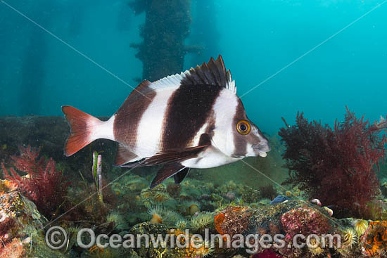 Magpie Perch photo Magpie Perch photo