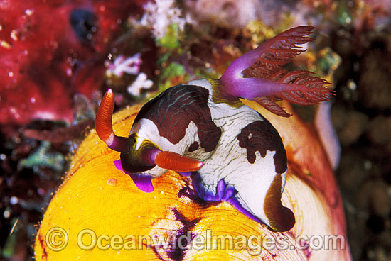 Nudibranch (Nembrotha rutilans). Also known as Sea Slug. Great Barrier Reef, Queensland, Australia Photo - Gary Bell Nudibranch (Nembrotha rutilans). Also known as Sea Slug. Great Barrier Reef, Queensland, Australia Photo - Gary Bell