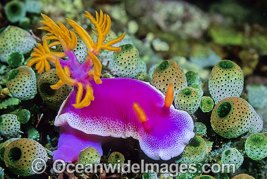 Pink Dorid Nudibranch Chromodoris bullocki photo