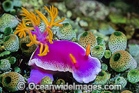 Pink Dorid Nudibranch Chromodoris bullocki Photo - Gary Bell
