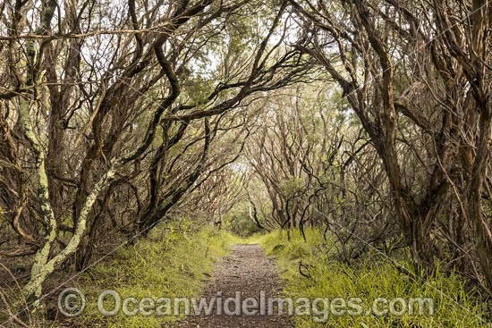 Fingal Track, through Moonah Woodland (Melaleuca lanceolata). Mornington Peninsula National Park, Victoria, Australia. Photo - Gary Bell