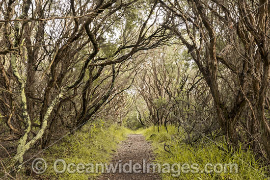 Fingal Track, through Moonah Woodland (Melaleuca lanceolata). Mornington Peninsula National Park, Victoria, Australia. Photo - Gary Bell Fingal Track, through Moonah Woodland (Melaleuca lanceolata). Mornington Peninsula National Park, Victoria, Australia. Photo - Gary Bell