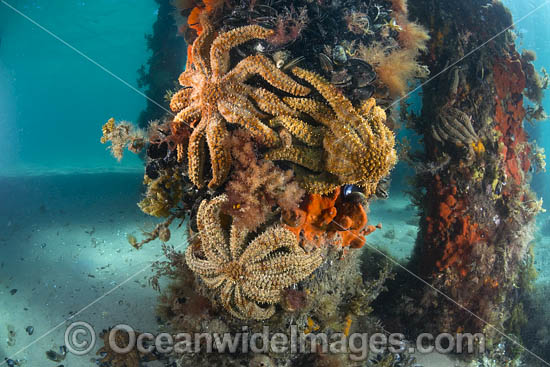 Eleven-arm Seastar Rye Pier photo