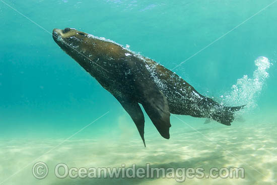 Australian Fur Seal (Arctocephalus pusillus). Photo taken at Chinaman's Hat, Port Phillip Bay, Mornington Peninsula, Victoria, Australia. Photo - Gary Bell Australian Fur Seal (Arctocephalus pusillus). Photo taken at Chinaman's Hat, Port Phillip Bay, Mornington Peninsula, Victoria, Australia. Photo - Gary Bell