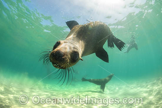 Australian Fur Seals photo Australian Fur Seals photo