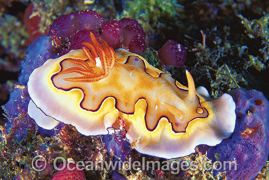 Nudibranch (Chromodoris coi). Also known as Sea Slug. Great Barrier Reef, Queensland, Australia Photo - Gary Bell Nudibranch (Chromodoris coi). Also known as Sea Slug. Great Barrier Reef, Queensland, Australia Photo - Gary Bell