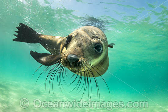 Australian Fur Seal (Arctocephalus pusillus). Photo taken at Chinaman's Hat, Port Phillip Bay, Mornington Peninsula, Victoria, Australia. Photo - Gary Bell Australian Fur Seal (Arctocephalus pusillus). Photo taken at Chinaman's Hat, Port Phillip Bay, Mornington Peninsula, Victoria, Australia. Photo - Gary Bell