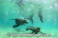 Australian Fur Seals Photo - Gary Bell