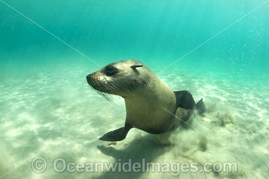 Australian Fur Seal (Arctocephalus pusillus). Photo taken at Chinaman's Hat, Port Phillip Bay, Mornington Peninsula, Victoria, Australia. Photo - Gary Bell Australian Fur Seal (Arctocephalus pusillus). Photo taken at Chinaman's Hat, Port Phillip Bay, Mornington Peninsula, Victoria, Australia. Photo - Gary Bell