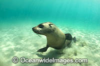 Australian Fur Seal Photo - Gary Bell