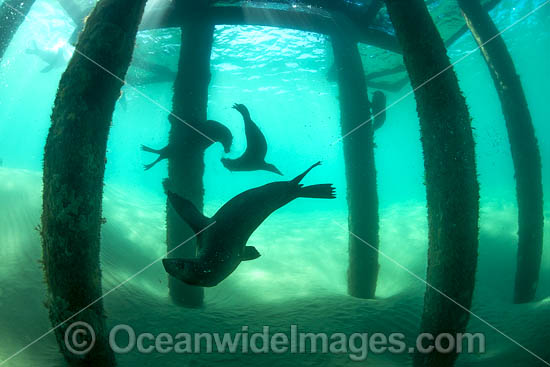 Australian Fur Seals Chinaman Hat photo