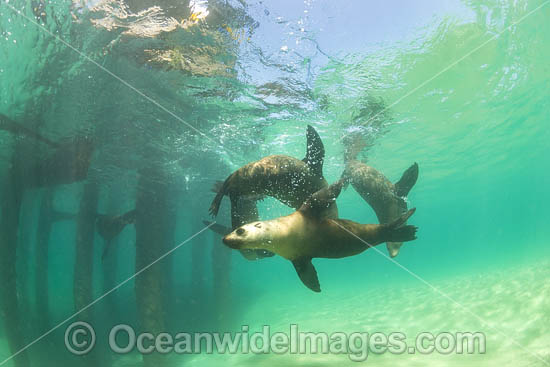 Australian Fur Seals (Arctocephalus pusillus). Photo taken at Chinaman's Hat, Port Phillip Bay, Mornington Peninsula, Victoria, Australia. Photo - Gary Bell Australian Fur Seals (Arctocephalus pusillus). Photo taken at Chinaman's Hat, Port Phillip Bay, Mornington Peninsula, Victoria, Australia. Photo - Gary Bell