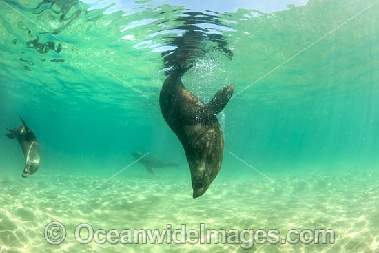 Australian Fur Seals Chinaman Hat photo