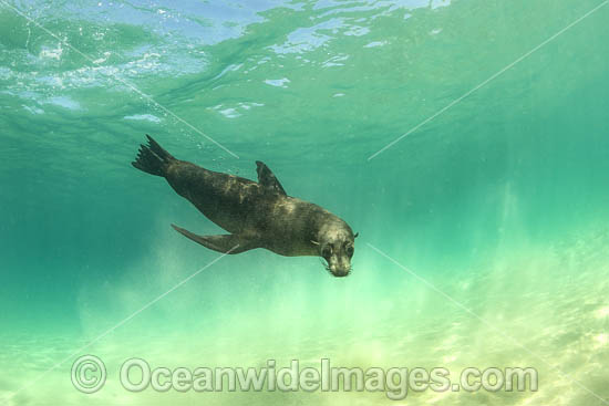 Australian Fur Seal (Arctocephalus pusillus). Photo taken at Chinaman's Hat, Port Phillip Bay, Mornington Peninsula, Victoria, Australia. Photo - Gary Bell Australian Fur Seal (Arctocephalus pusillus). Photo taken at Chinaman's Hat, Port Phillip Bay, Mornington Peninsula, Victoria, Australia. Photo - Gary Bell