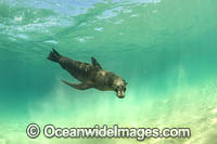 Australian Fur Seals Chinaman Hat Photo - Gary Bell