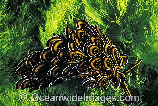 Many-petalled Nudibranch Cyerce nigrican photo