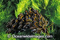Many-petalled Nudibranch Cyerce nigrican Photo - Gary Bell