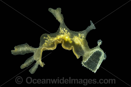 Nudibranch free swimming photo