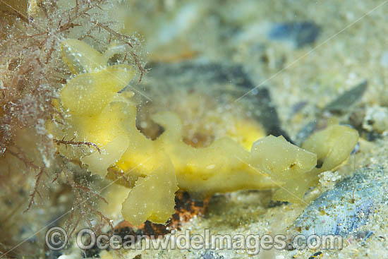 Nudibranch feeding on alga photo