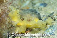 Nudibranch feeding on alga Photo - Gary Bell