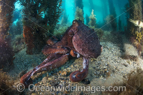 Maori Octopus photo
