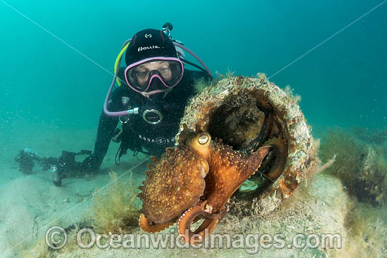 Diver and Maori Octopus photo