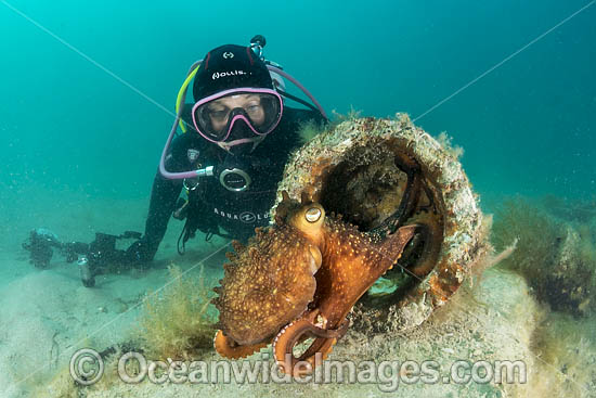 Diver and Maori Octopus photo Diver and Maori Octopus photo