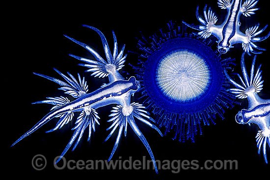 Blue Dragon (Glaucus atlanticus), also known as Sea Swallow, Blue Angel and Blue Glaucus, feeding on the stinging tentacles of a Drifting Siphonophore, Blue Button Jellyfish (Porpita porpita). Coffs Harbour, New South Wales, Australia. Eastern Australia Photo - Gary Bell