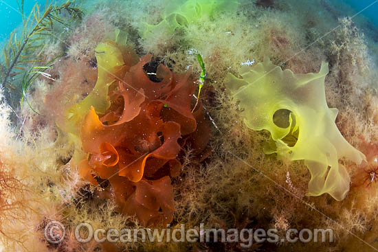 Marine Plant Flinders photo