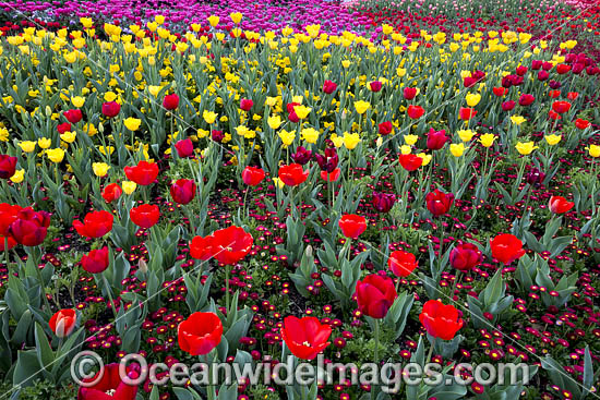 Tulips Floriade Festival photo Tulips Floriade Festival photo