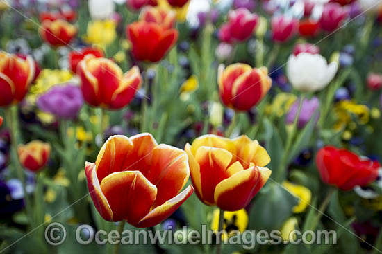 Bed of multi-coloured Tulips and other flowers. Floriade Festival, Commonwealth Park, Canberra, Australian Capital City, Australia. Photo - Gary Bell
