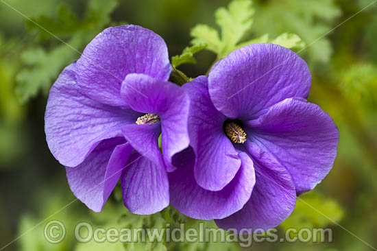 Native Hibiscus Australia photo