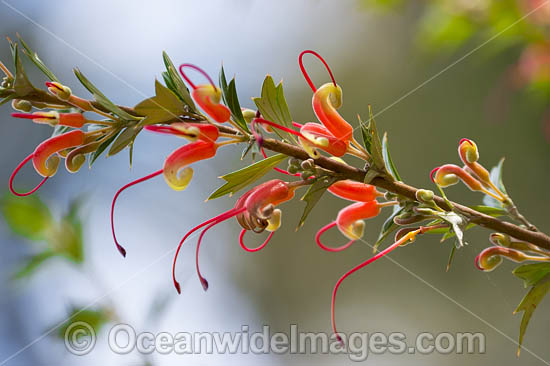 Grevillea Australia photo