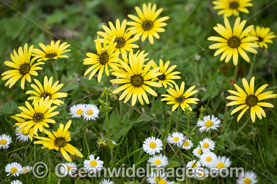 Wild Daisy Flowers Australia photo