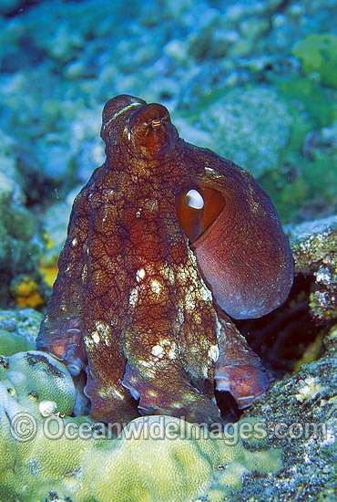 reef-octopus-24M1633-01.jpg