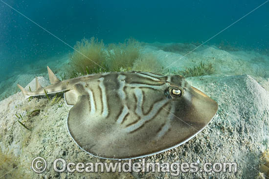 Southern Fiddler Ray Victoria photo