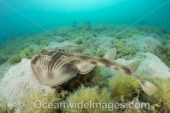 Southern Fiddler Ray Victoria photo