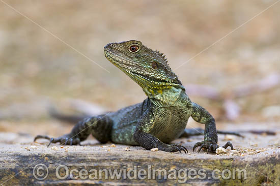 Water Dragon Australia photo