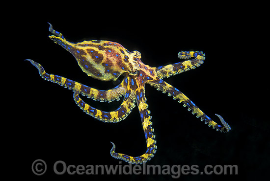 Blue-ringed Octopus photo