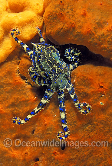 Southern Blue-ringed Octopus (Hapalochlaena maculosa) - on sponge. Port Phillip Bay, Victoria, Australia. Extremely venomous and dangerous temperate octopus. Photo - Gary Bell Southern Blue-ringed Octopus (Hapalochlaena maculosa) - on sponge. Port Phillip Bay, Victoria, Australia. Extremely venomous and dangerous temperate octopus. Photo - Gary Bell