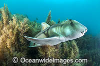 Port Jackson Shark Photo - Gary Bell