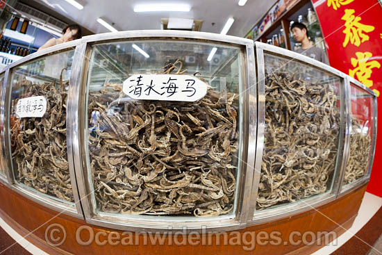 Glasses cases full of dried seahorses for sale at a medicine shop in Guangzhou, China. Seahorses are dried for use as aphrodisiacs in Chinese medicine. Photo - David Fleetham Glasses cases full of dried seahorses for sale at a medicine shop in Guangzhou, China. Seahorses are dried for use as aphrodisiacs in Chinese medicine. Photo - David Fleetham