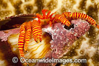 Hermit Crab Micronesia Photo - David Fleetham