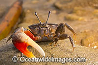 Fiddler Crab Micronesia Photo - David Fleetham