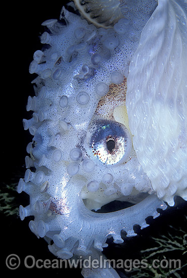 Paper Nautilus Argonauta nodosa Argonaut photo