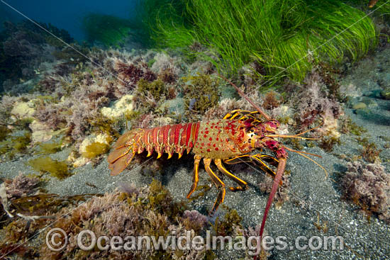 California Spiny Lobster (Panulirus interruptus). Photo taken off Santa Barbara Island, California, USA. Photo - David Fleetham California Spiny Lobster (Panulirus interruptus). Photo taken off Santa Barbara Island, California, USA. Photo - David Fleetham